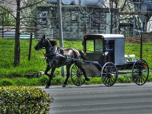 Horse Pulling Antique Buggy on Asphalt Paved Road