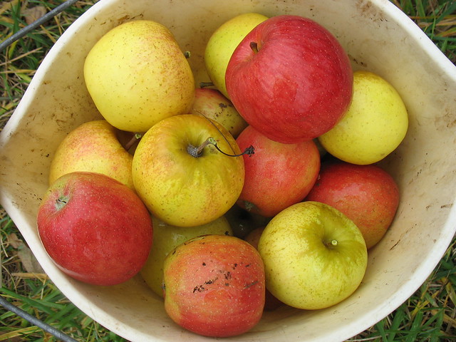 Barrel of Unwashed Multicolored Apples against Background of Grass